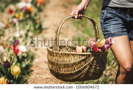 Woman walking on tulip field with basket of flowers. Spring flower picking season. Rows of colorful  tulips in a field.  Royalty-Free Stock Photo #1006804672
