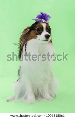 Beautiful young continental spaniel papillon in a hat with a feather on a green background