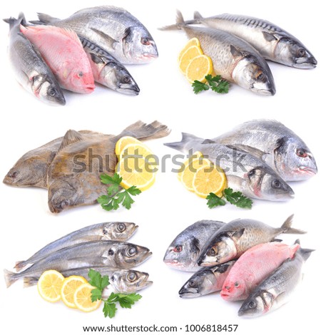 Sea fish for every taste