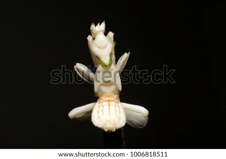 White Orchid Mantis 