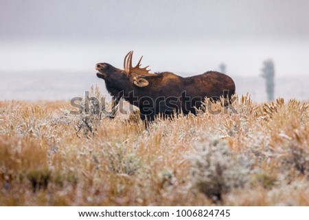 Bull Moose in sagebrush, Jackson, Wyoming. 