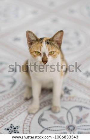 thai cat small