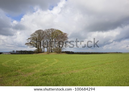 english springtime landscape with a grove of oak trees growing on an ancient tumulus or burial ground surrounded by a young barley crop under a stormy sky