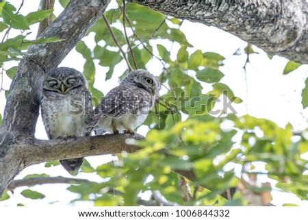 Spotted owlet is a small owl which breeds in tropical Asia 
