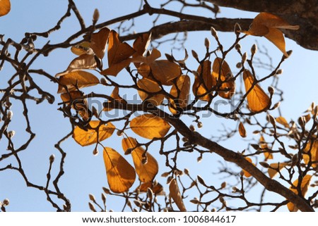 Magnolia buds with the artistic branch, leaves and clear blue sky in autumn, South Korea