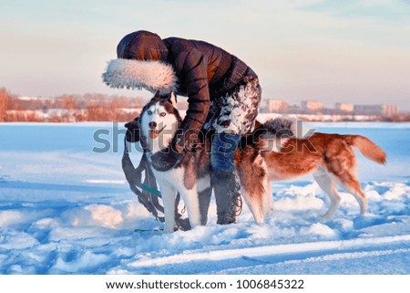 Hostess puts on sled harness on a husky dog. Beautiful winter evening landscape with Siberian husky black-white color and blue eyes. 