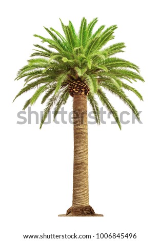 Green beautiful palm tree isolated on white background  Royalty-Free Stock Photo #1006845496