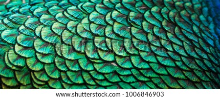 Peacocks, colorful details and beautiful peacock feathers. Royalty-Free Stock Photo #1006846903
