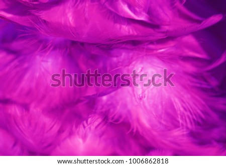 Bird,chickens feather texture for background,Abstract,postcard,blur style,soft color of art design.fashion 2018 trend.
