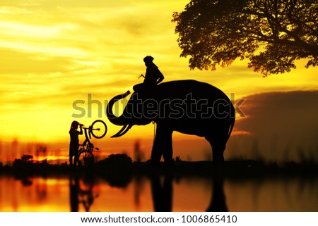 Kid riding bike with elephants in silhouette sunset,Surin Province, Thailand,            