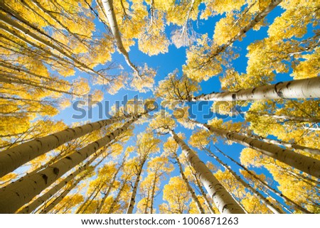 Aspen trees in the fall at Lockett Meadow, AZ