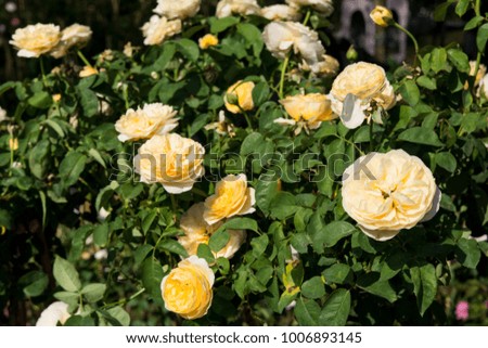 Closeup Yellow rose flowers on tree, Romance concepts, Macro images