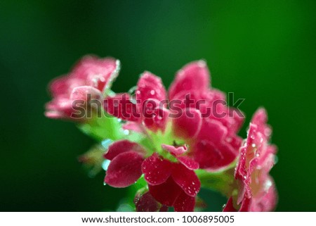 damp beautiful flowers of the home plant of Kalanchoe