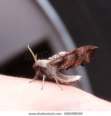 Moth sits on the palm of your hand