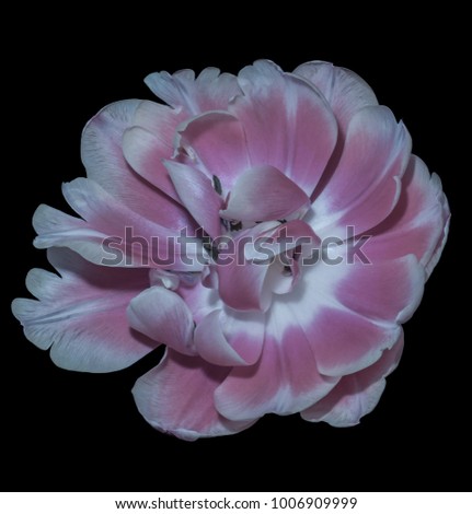 Fine art still life pastel color macro flower portrait of a single isolated pink white fully wide opened blooming tulip blossom on black background with detailed texture