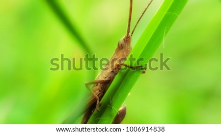 Wildlife for animal and grass background