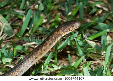 snake in tropical forest