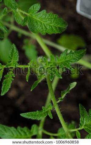 the young plant of tomato macro
