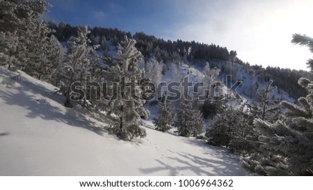 
Track snowboarder on freeride. Impenetrable Winter Forest. A very beautiful landscape on the slope of the mountain. Morning winter morning. The untrodden trail of the ski resort. The winter coniferou