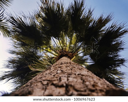 Palm tree picture from bottom up