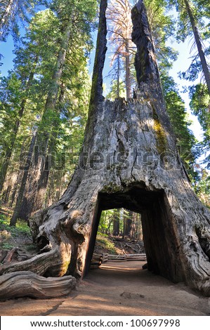 Sequoia Gate in Yosemite National Park, USA Royalty-Free Stock Photo #100697998