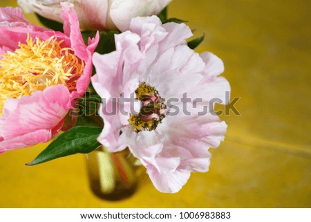 A bouquet of tender peony on a yellow background.