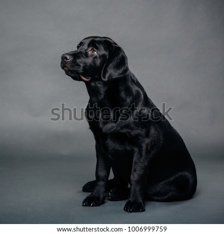 Studio shot of an adorable black Labrador retriever lying on grey background.