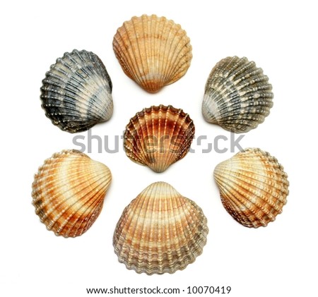 Bunch of exotic seashells, isolated on white