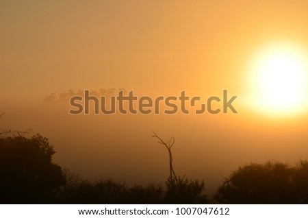 Sunrise over a misty morning in the african bushveld