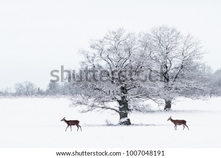 field in the winter with deer and oaks