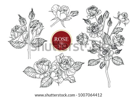 Collection roses with line-art on white backgrounds. Vector hand drawn illustration.