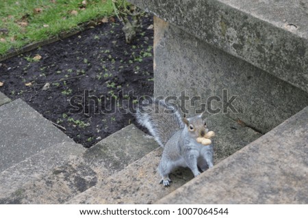 Grey squirrel with peanuts in the mouth on the stairs