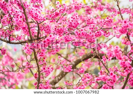 Beautiful pink cherry blossom.Vivid color of Cherry Blossom or pink Sakura flower soft focus.Thailand
