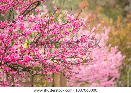 Beautiful pink cherry blossom.Vivid color of Cherry Blossom or pink Sakura flower soft focus.Thailand