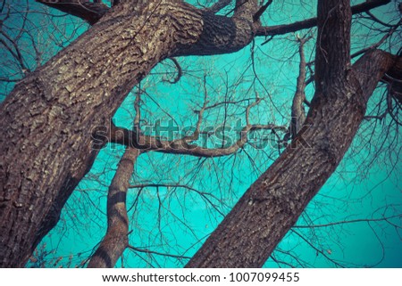 scene whit tree branches