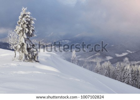 Great winter photo in Carpathian mountains with snow covered fir trees. Colorful outdoor scene, Happy New Year celebration concept. Artistic style post processed photo.