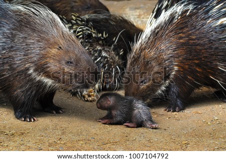Warm porcupine family