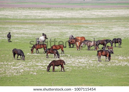 herd of horses in the field spring season