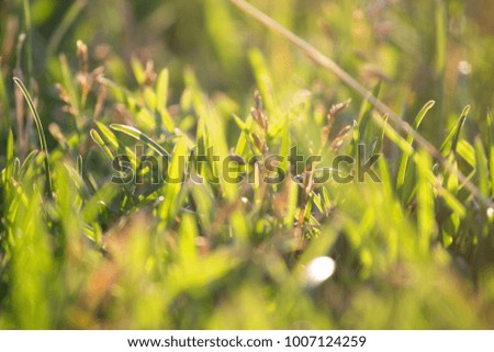 Bright vibrant green grass close-up with sunlight