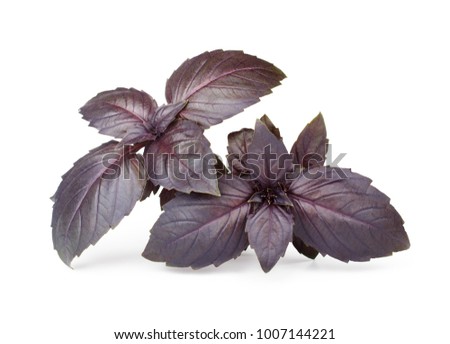 Fresh red basil herb leaves isolated on white background. Purple Dark Opal Basil