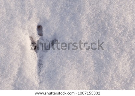 trace of the birds on white snow, top view