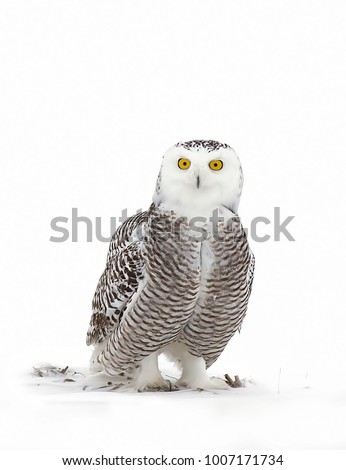 Snowy owl Bubo scandiacus isolated on white background with eyes wide open sitting in the snow in Canada