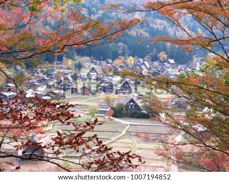 Houses with steep thatched roofs.The front is red leaves that spraw. UNESCO World Heritage Site The historic villages of Shirakawa-go unspoil landscape of Japan,Takayama,
