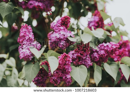Toned image of beautiful purple Lilac tree blossoms
