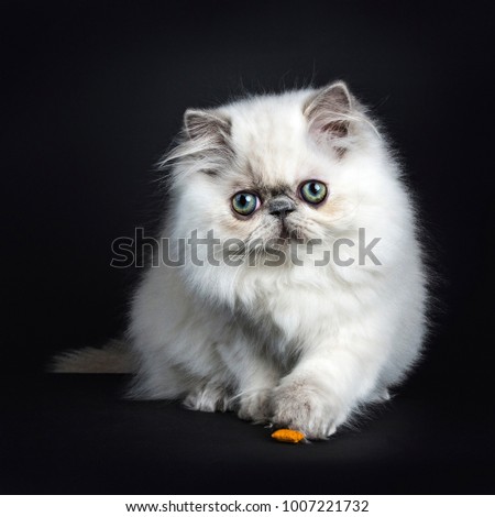 Persian longhair cat / kitten playing with food on black backgroud with one paw on the edge