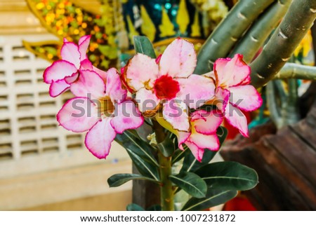 Closeup of pink Impala Lily flowers,Impala Lily,Desert rose flower from tropical climate