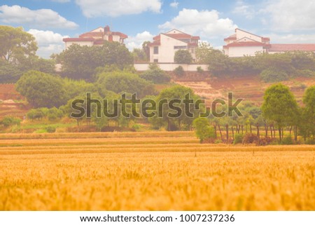 Blue sky white clouds wheat field field house