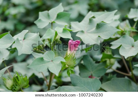 green plants of cotton Royalty-Free Stock Photo #1007240230