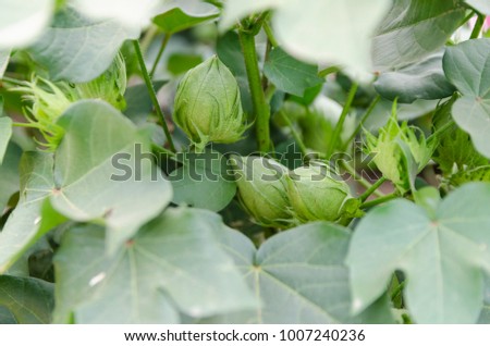 green plants of cotton Royalty-Free Stock Photo #1007240236