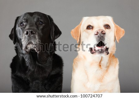 Two labrador dogs together blonde and black isolated on grey background. Studio shot. Portrait of a couple of cute pets.